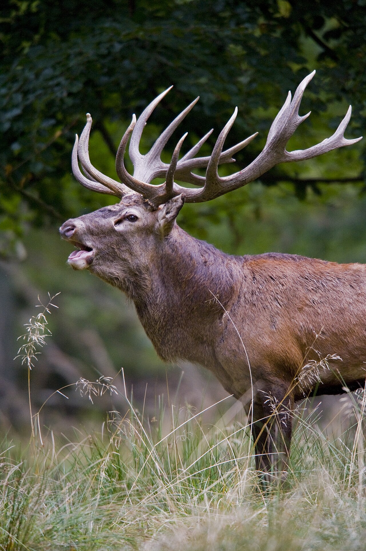 Ciervo — Cervus elaphus