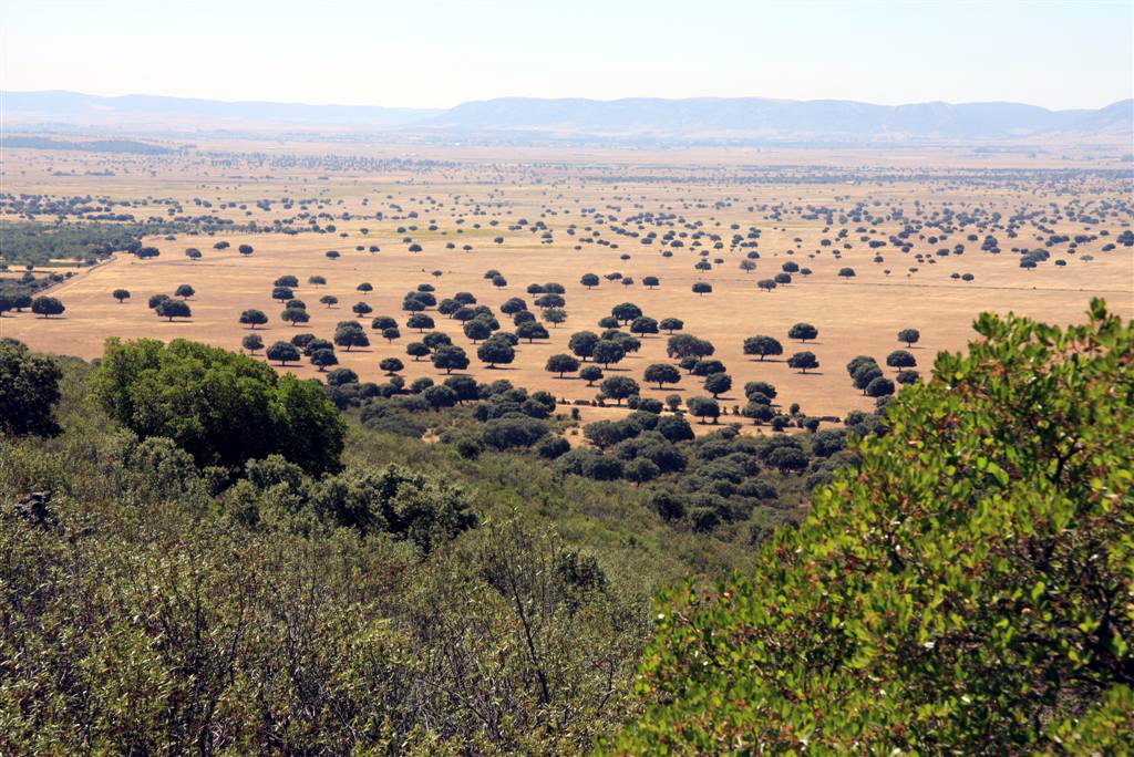 Raña del Parque Nacional de Cabañeros