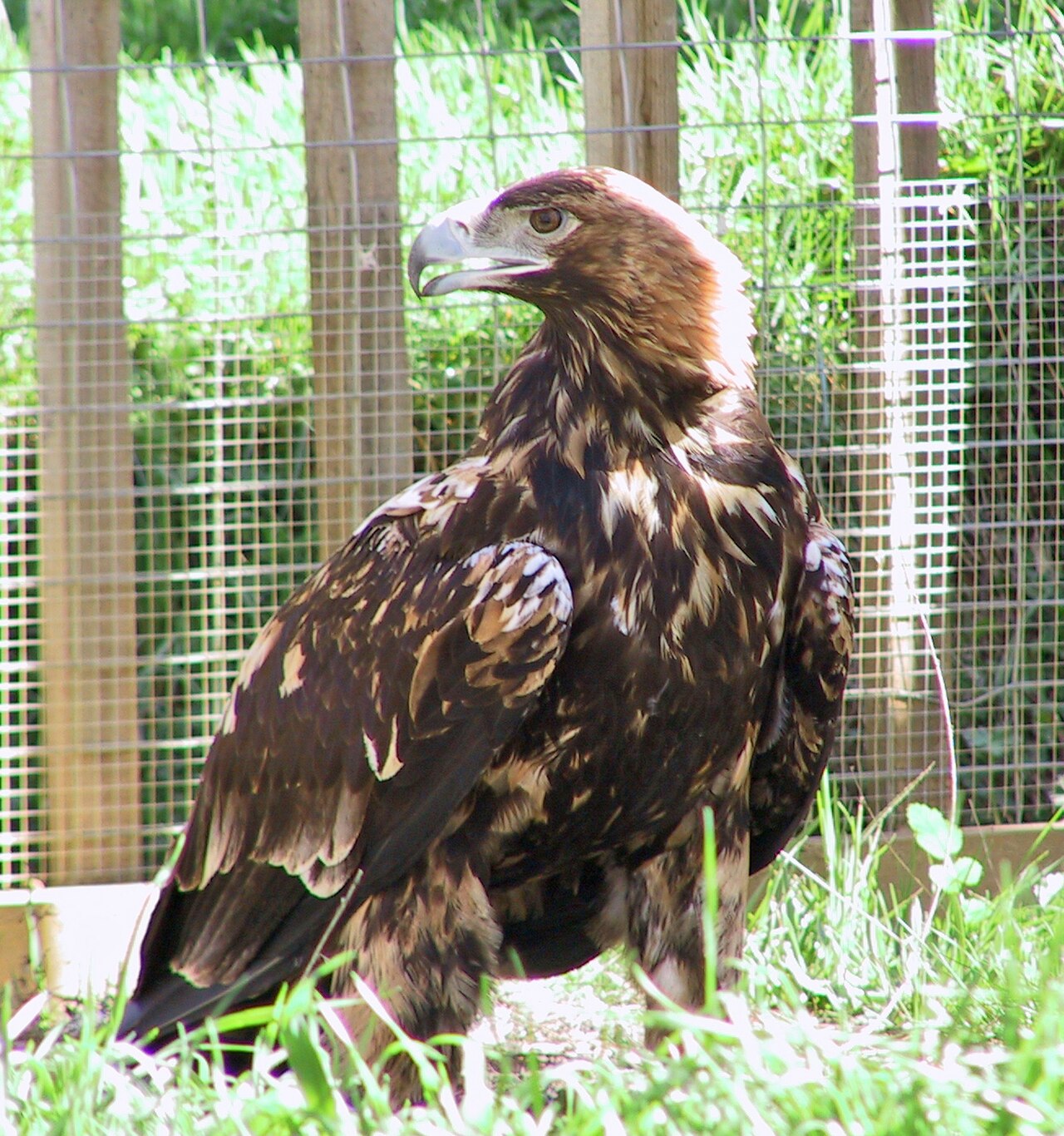 Observación de aves